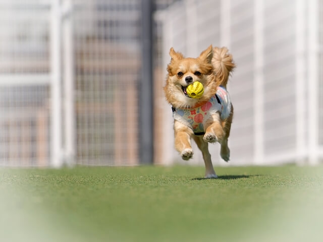 【兵庫】愛犬同伴で楽しむグランピングの魅力